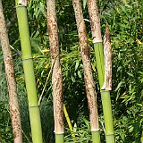 Phyllostachys viridis Houzeau neuaustrieb 7-2012.JPG